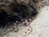 Banded Coral Shrimp